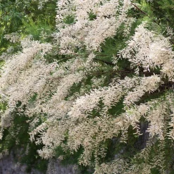 Tamaris ramosissima blanc - Nuage blanc anti-embruns