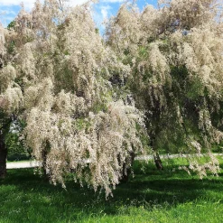 Tamaris ramosissima blanc - Nuage blanc anti-embruns