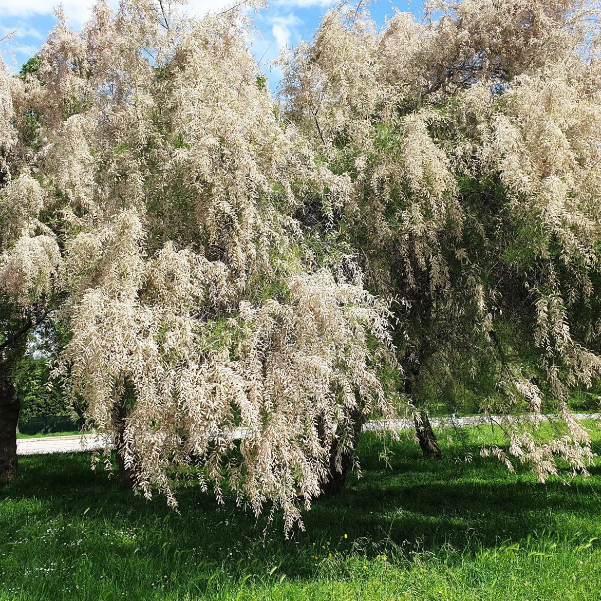 Tamaris ramosissima blanc - Nuage blanc anti-embruns
