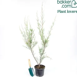 Tamaris ramosissima blanc - Nuage blanc anti-embruns
