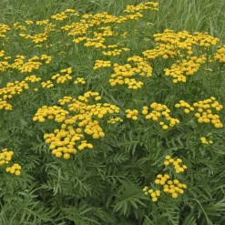 Tanaisie commune - Boutons d'or au jardin