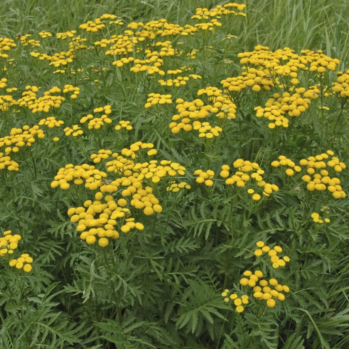 Tanaisie commune - Boutons d'or au jardin
