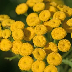 Tanaisie - Fleurs jaunes tout l'été