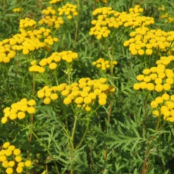 Tanaisie - Fleurs jaunes tout l'été