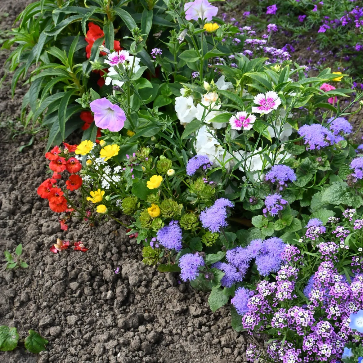 Tapis de fleurs spécial jardinières - Des fleurs sans effort