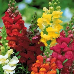 5 Tapis de graines Massif ensoleillé - Un massif fleuri sans effort
