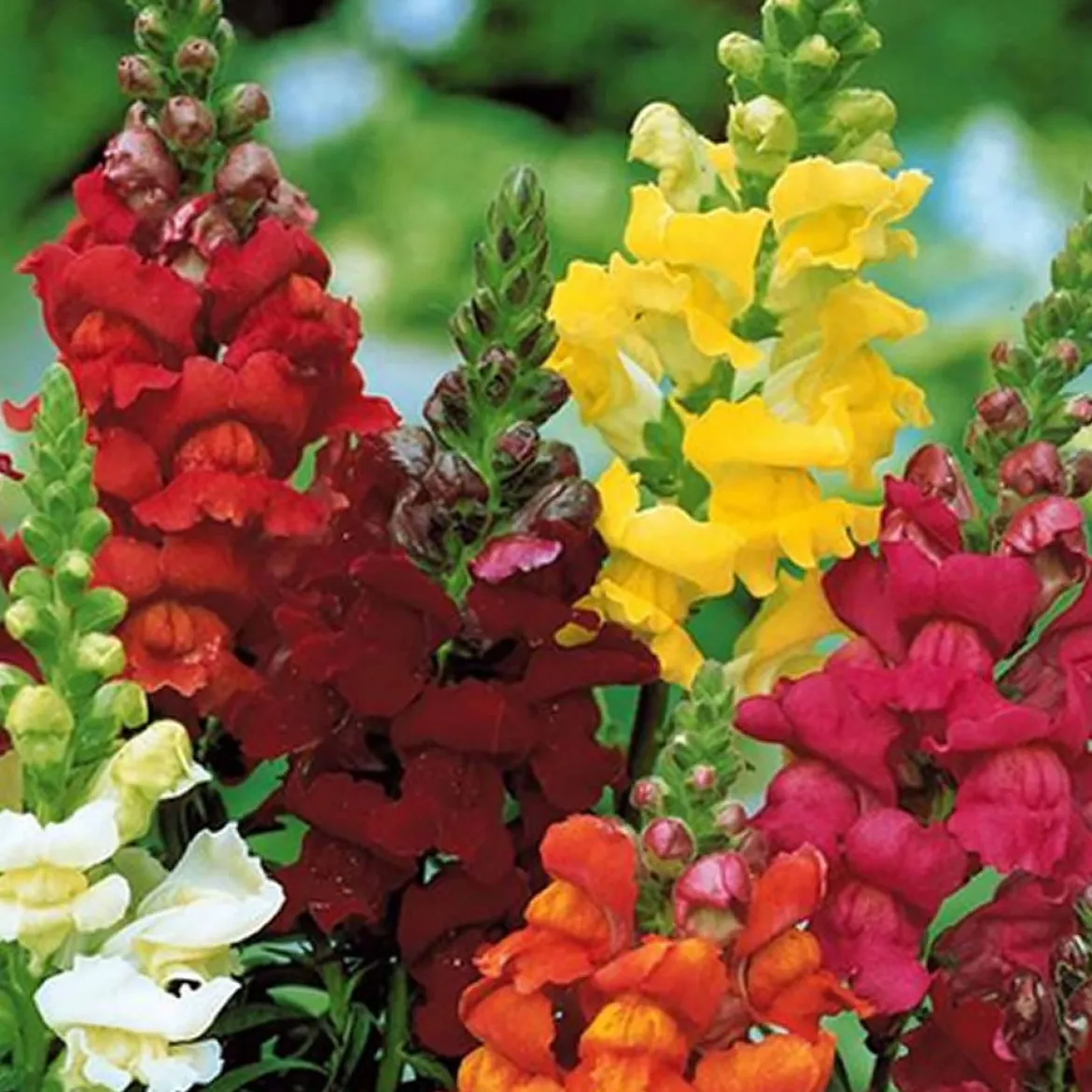 5 Tapis de graines Massif ensoleillé - Un massif fleuri sans effort