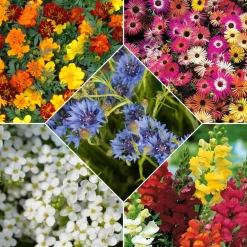 5 Tapis de graines Massif ensoleillé - Un massif fleuri sans effort