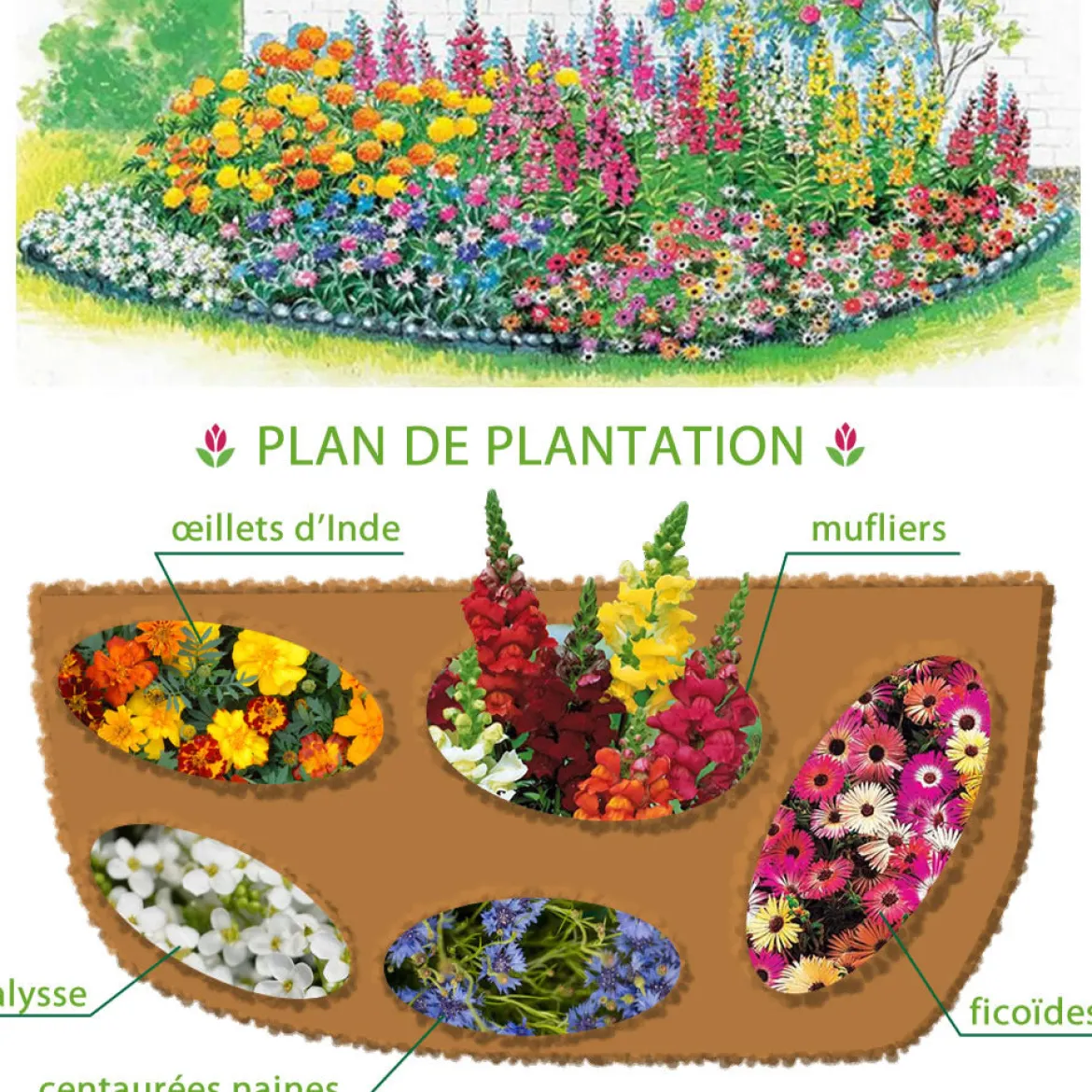 5 Tapis de graines Massif ensoleillé - Un massif fleuri sans effort