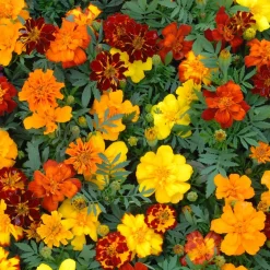 5 Tapis de graines Massif ensoleillé - Un massif fleuri sans effort