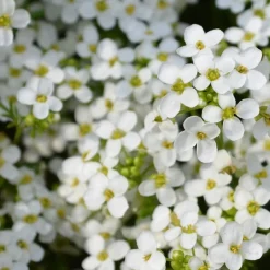 5 Tapis de graines Massif ensoleillé - Un massif fleuri sans effort