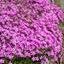 Tapis fleuri rose - Un tapis rose sans effort