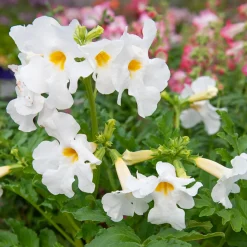 4 Terreurs des taupes blanches et roses - Incarvillea delavayi - Fleurs exotiques, taupes en fuite