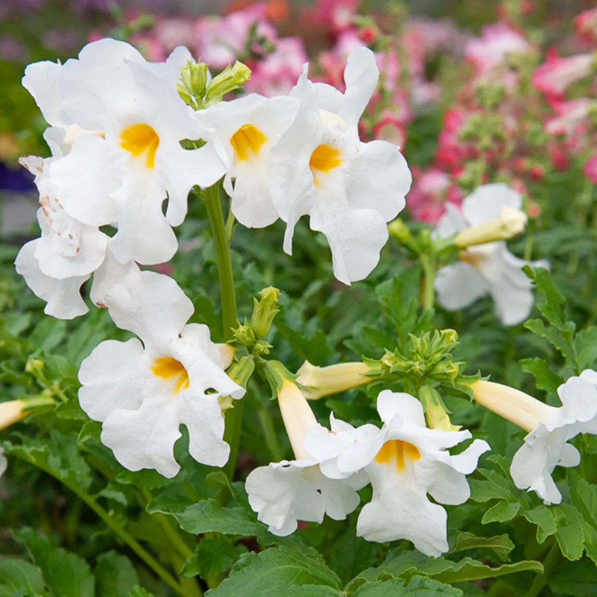 4 Terreurs des taupes blanches et roses - Incarvillea delavayi - Fleurs exotiques, taupes en fuite