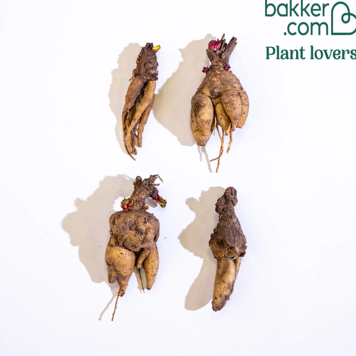 4 Terreurs des taupes blanches et roses - Incarvillea delavayi - Fleurs exotiques, taupes en fuite