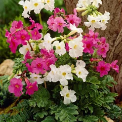 4 Terreurs des taupes blanches et roses - Incarvillea delavayi - Fleurs exotiques, taupes en fuite