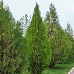 Thuja d'occident Brabant - Une haie dense en un rien de temps