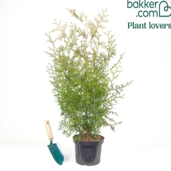 Thuja d'occident Brabant - Une haie dense en un rien de temps