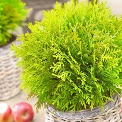 Thuya du Canada Mirjam - Une boule verte sans effort