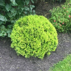 Thuya du Canada Mirjam - Une boule verte sans effort