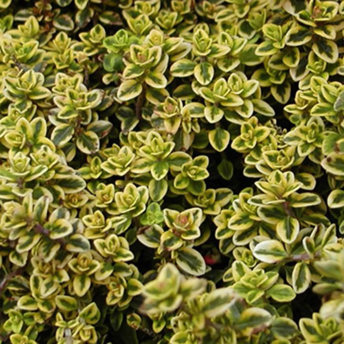 Thym citron doré - Le parfum citron au jardin