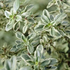 Thym citron Silver Queen - Le thym déco qui parfume tout