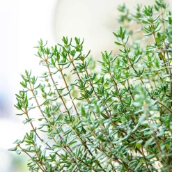 Thym d'été - Récolte parfumée tout l'été
