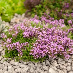Thym précoce Bressingham - Tapis fleuri qui sent bon