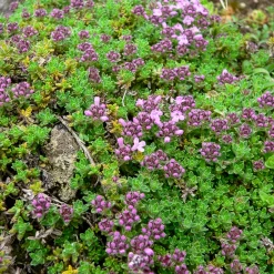 Thym précoce Bressingham - Tapis fleuri qui sent bon