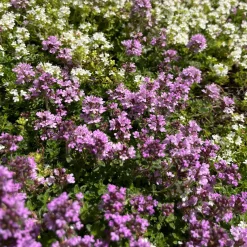 Thym précoce Coccineus - Un tapis rose parfumé