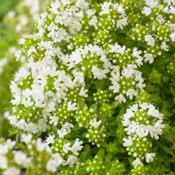 Thym précoce à fleurs blanches - Un tapis fleuri sans effort