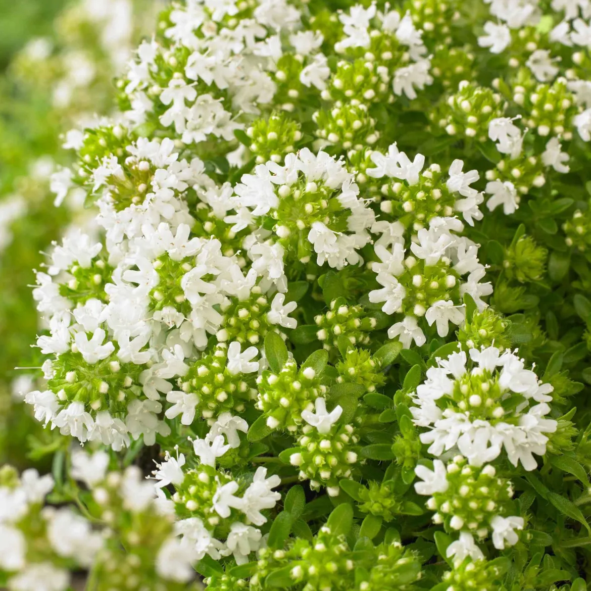 Thym précoce à fleurs blanches - Un tapis fleuri sans effort