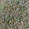 Thym précoce laineux - Un tapis argenté qui fleurit