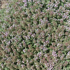 Thym précoce laineux - Un tapis argenté qui fleurit