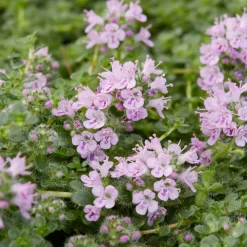 Thym serpolet Elfin - Un tapis parfumé sans effort