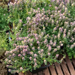 Thym serpolet Elfin - Un tapis parfumé sans effort