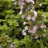Thym serpolet - Un tapis parfumé sans effort