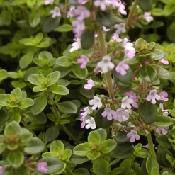 Thym serpolet - Un tapis parfumé sans effort