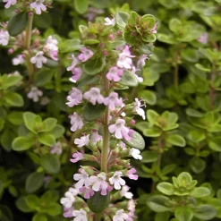 Thym serpolet - Un tapis parfumé sans effort
