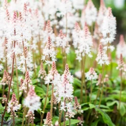 Tiarelle 'Pink Skyrocket' - L'ombre enfin fleurie
