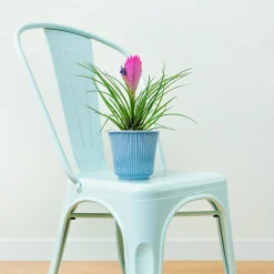 Tillandsia bleu - Fleur épi rose sans terre