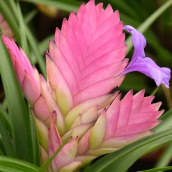 Tillandsia bleu - Fleur épi rose sans terre