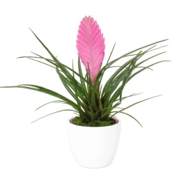 Tillandsia bleu - Fleur épi rose sans terre