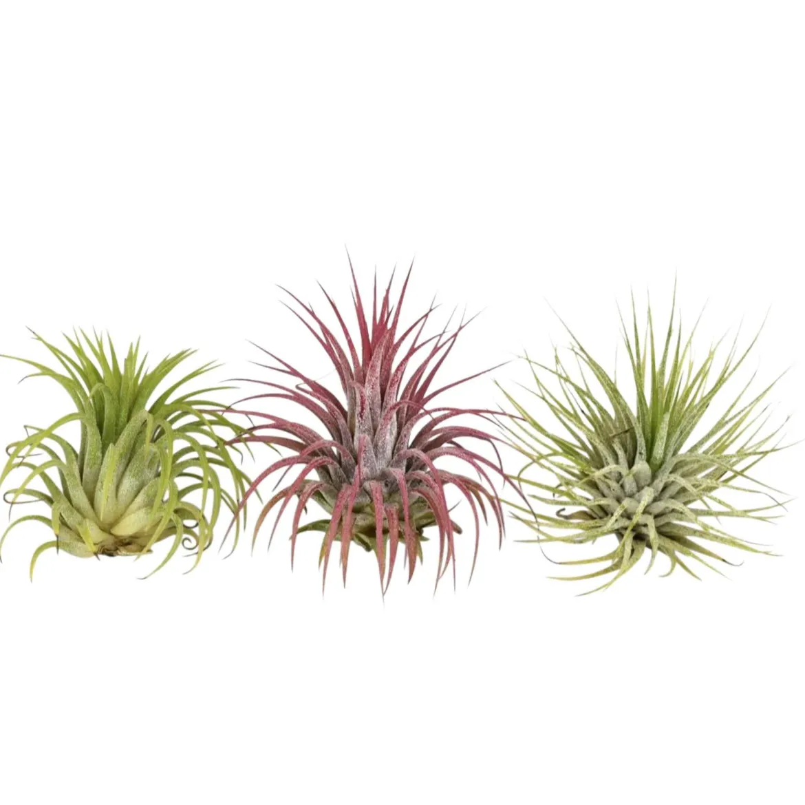 3 Tillandsias en mélange - Le vert sans une once de terre