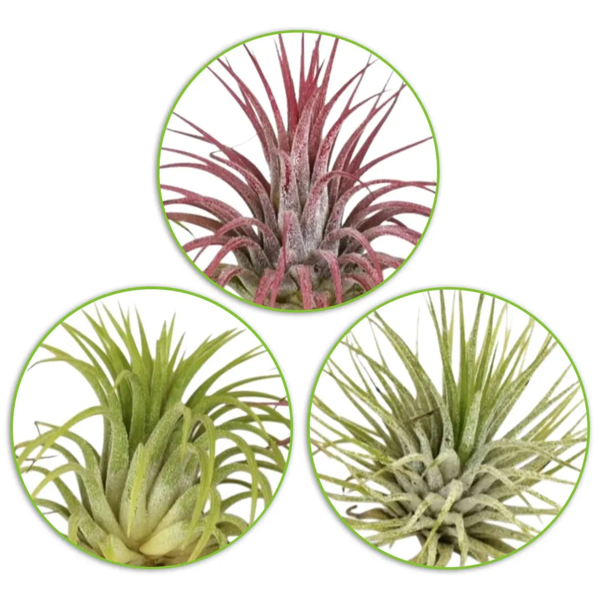 3 Tillandsias en mélange - Le vert sans une once de terre
