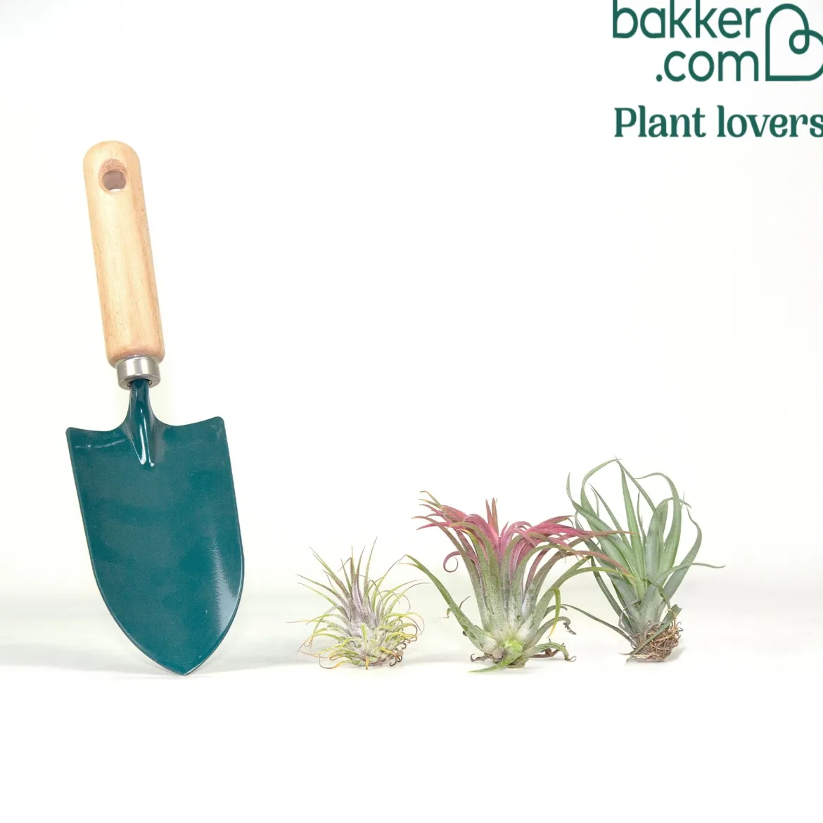 3 Tillandsias en mélange - Le vert sans une once de terre