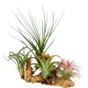 Tillandsias en mélange sur un support en bois - Zéro terre, effet garanti