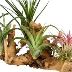Tillandsias en mélange sur un support en bois - Zéro terre, effet garanti