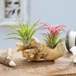 Tillandsias sur bois - Zéro terre, effet déco direct
