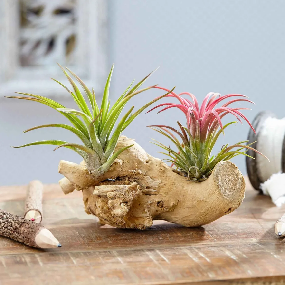Tillandsias sur bois - Zéro terre, effet déco direct